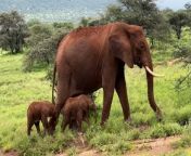 Endangered elephant gives birth to twins in Kenya in rare eventSave The Elephants