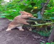 The little rabbit secretly eats cucumbers in the vegetable garden#pets #rabbit #animals from savage garden song with cherry cola in lyrics