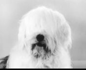 1960s Gaines dog food English sheepdog with English accent TV commercial.&#60;br/&#62;&#60;br/&#62;PLEASE click on the FOLLOW button - THANK YOU!&#60;br/&#62;&#60;br/&#62;You might enjoy my still photo gallery, which is made up of POP CULTURE images, that I personally created. I receive a token amount of money per 5 second viewing of an individual large photo - Thank you.&#60;br/&#62;Please check it out at CLICK A SNAP . com&#60;br/&#62;https://www.clickasnap.com/profile/TVToyMemories