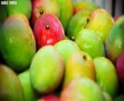 Farmers Produce Millions Of Tons Of Mangoes from bigo bra hot thailand