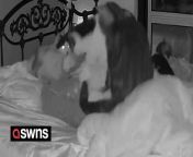 This is the moment worried pet cats huddled around their owner for hours after noticing her breathing become shallow in her sleep. &#60;br/&#62;&#60;br/&#62;Romina Tomaino, 45, suffers from insomnia and gets little to no sleep, sometimes for days. &#60;br/&#62;&#60;br/&#62;When Romina went to sleep on December 21, after several days without sleep, her six moggies noticed her breathing and laid on her chest for hours.&#60;br/&#62;&#60;br/&#62;Romina, of Melbourne, Queensland, Australia, said: &#92;