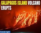 In the remote Galapagos Islands, the dormant La Cumbre volcano on Fernandina Island has roared back to life, casting a fiery glow across the darkened sky as molten lava cascades down its slopes towards the ocean. The eruption, which commenced shortly after midnight on Saturday, marks a significant event according to experts from Ecuador&#39;s Geophysical Institute, possibly rivalling the intensity of its last major eruption back in 2017. Standing at a height of 1,476 metres, this volcanic giant&#39;s latest eruption comes just two years after its previous outburst in 2020. &#60;br/&#62; &#60;br/&#62;#LaCumbreVolcano #GalapagosEruption #VolcanicActivity #FernandinaIsland #LavaFlow #Ecuador #GeologicalPhenomenon #Nature&#39;sFury #IslandEruption #NaturalWonder #VolcanicEruption #GalapagosIslands #EnvironmentalEvent #LavaFlowsToSea #UninhabitedIsland #GeologicalActivity #GalapagosWildlife #VolcanicImpact #NaturalDisaster #GalapagosExploration&#60;br/&#62;~HT.99~PR.152~ED.101~