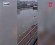 Footage shows river flooded with sewage in Teddington Lock