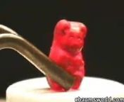 The explosive results of dropping a Gummy Bear in molten potassium chlorate