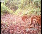 A young zookeeper who was mauled by a Sumatran tiger at an animal park has died, British police said Saturday.