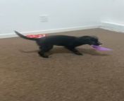 This intern was fortunate enough to be able to take their dog along to work. They watched the pet dash around excitedly while playing with her favorite toys.