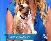 Internet celebrity Grumpy Cat (aka Tarder Sauce( stopped by WSJ&#39;s studios to celbrate her second birthday and to announce.