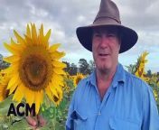 Aaron Sanderson, Gayndah, is growing sunflowers this season.