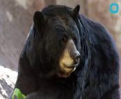 According to officials on Thursday, a black bear mauled a woman in her driveway in the state of Maryland