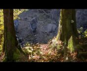 The Fox and the Bird - CGI short film by Fred and Sam Guillaume from love mp3 bird