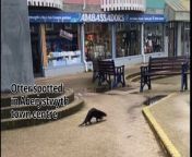 Footage captured showing an otter travelling through Bow Street, Clarach an Aberystwyth town centre from tits showing
