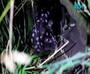 Aussie Ark spotlight to shine a light on noctural lives of Eastern quoll.s 4 April 2024