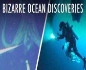 25 Bizarre Discoveries In The Deep Sea | Unveiled XL from d shape ocean