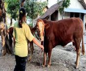 How to breed cow and buffalo bull in my village krec sukakaya from village dehati 3gp