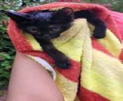 Zeba's cat rescue work from rottweiler bite work