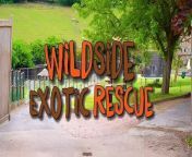 A film showing the work of WildSide Exotic Rescue