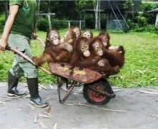 Funny Monkey pics! from cute thai videos village teen mms