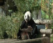 Everyone wants a pic of Katyusha, the giant panda cub! She’s the first panda born in Russia and represents the relationship between China and Russia.