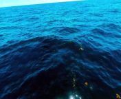 Young whale shark swims right into boat with his head