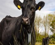 Farmers are controlling cows with a GPS tracker that plays Waltzing Matilda when they get too close to a virtual fence. &#60;br/&#62;&#60;br/&#62;The musical warning has allowed farmers to track their livestock via an app in a unique scheme developed with an environmental charity.&#60;br/&#62;&#60;br/&#62;Blue Carbon Farming in Steart, Somerset, has begun working with the Wildlife and Wetlands Trust (WWT) to allow cattle to graze in wetlands and saltmarsh for the first time in 30 years.&#60;br/&#62;&#60;br/&#62;Andy Darch, 39, founded the company in 2023 with co-owners Matt Hilton and Sam Passmore, and says that the experience has been a &#92;