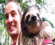 Sloth Crossing a Road from the best hypnosis on internet