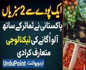 One Plant Two Vegetables - Pakistani Ne Tomatoes and Potatoes Ikathe Kasht Karne Ki Technology Bana Di&#60;br/&#62;#OnePlantTwoVegetables #Tomatoes #Potatoes #Agriculture #Farming #Farmers #Lahore