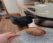 This bird, sitting on the kitchen table, got excited at the sight of a potato. The owner offered it to them with a fork and put it on a plate. Without even nibbling, the bird was excited to see the vegetable.&#60;br/&#62;&#60;br/&#62;The underlying music rights are not available for license. For use of the video with the track(s) contained therein, please contact the music publisher(s) or relevant rightsholder(s).