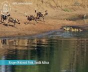 Dermot Kavanagh, from London, was visiting Kruger National Park, South Africa, on April 11 when he spotted the six dogs enjoying a drink.&#60;br/&#62;&#60;br/&#62;Dramatic footage shows a crocodile suddenly spring forward with its jaws gnashing at the nearest wild dog causing them all to jump backwards.&#60;br/&#62;&#60;br/&#62;Surprisingly the dogs continued to goad the massive reptile leading the crocodile to launch itself forward for a second time eventually causing the nuisances to leave.&#60;br/&#62;&#60;br/&#62;Dermot said: “We have never seen a crocodile launch out of the water like that before, let alone at wild dogs. It was definitely a once in a lifetime sighting.&#60;br/&#62;&#60;br/&#62;“Usually wild dog sightings are very quick and they disappear into the bush as quick as you saw them. We were with these guys for around an hour in total.&#60;br/&#62;&#60;br/&#62;“My wife and I just looked at each in disbelief, knowing we had seen something special.&#60;br/&#62;&#60;br/&#62;“The altercation with the crocodile went on for around five minutes. It started with the wild dogs drinking, the crocodile then approached before launching out of the water.&#60;br/&#62;&#60;br/&#62;“We thought the wild dogs would run away but then they started goading the croc, which in turn launched again.&#60;br/&#62;&#60;br/&#62;“Eventually the dogs saw sense and carried on with their hunt. We followed them for another 5kilometres or so before they chased some impala into the bush.”
