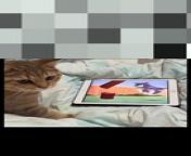 Funny cats from 1337x to torrent cat
