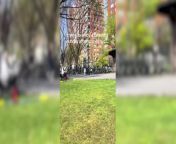 Viral video of “love-making couple” in NYC park causes outrage from stage actress viral video
