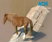 Helicopter footage captures the moment a horse was left stranded on a rooftop during the dramatic floods in Canoas, Brazil.