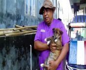 Volunteers in Indonesia were rescuing animals on Saturday (May 4) that had been abandoned by their owners following a volcano eruption earlier in the week that prompted authorities to evacuate residents. - REUTERS