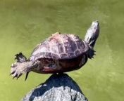 A video shows the amazing moment a turtle balances hands free on a rock.&#60;br/&#62;&#60;br/&#62;The video shows the reptile with its arms and legs spread apart- with just its shell balancing on the tip of the rock.&#60;br/&#62;&#60;br/&#62;The video was filmed in Morningside Park, New York, USA.