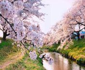 Japanese cherry blossom piano music