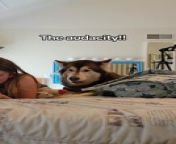 Maggie, the cute malamute, sat on the bed beside his owner. He waited for them to pay attention and play with him. He howled at his owner for not engaging with him and proceeded to play with his soft toy.