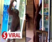 The heat is catching up with the wildlife.&#60;br/&#62;&#60;br/&#62;An orangutan was caught in a hilarious viral video &#92;