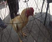 Aseel heera quality rooster and hen chicks price 12 May 2024 from priyotomeshu high quality 3gp