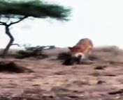 For Bullying Hyena Cub Hyenas Attack Lions Wild Animals Fight.