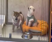 Dog fights, so funny, one is calm but one is cranky, who do you think wins? from bokep petting