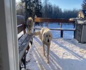 Wiley, the pet coyote, was playing in the frozen river outside the house. His owner whistled at him, and he instantly ran towards the house. He kissed his owner on the cheeks when she asked and attempted to play with her.