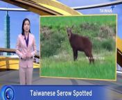 Serows, an endemic species to Taiwan related to the cow, are often seen on the country&#39;s mountains. But this one had different ideas, venturing into low-lying rice fields in the southeastern part of the country to frighten local ducks.