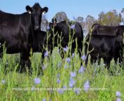Glenmorgan is 1119 hectares of outstanding grazing country that has been meticulously developed to optimise beef production.