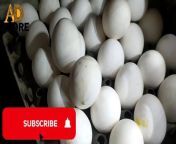 Egg Rate in LAHORE market todayDAILY UPDAT3 PRICE AD STORE ..20 DECSEMBER 2021 from drf pp store